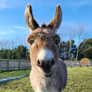 burro avatar
