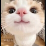 Кот avatar