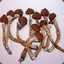 Innocent Edible Mushroom