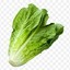 Biggy Lettuce