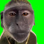 Monke 😶
