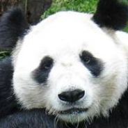 Panda For Hire *(>.<)*