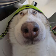 你大爹在游戏中