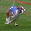 DieselDog06
