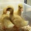 3 Sad Ducklings