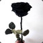 MrBlackrose