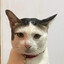 Hengheng_meow