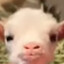 BabyPilgor