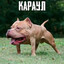 насенька