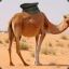 Chancellor_Camel