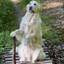 Goldolf the White