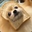 toast doggo