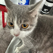 苏打锋和祖国人