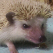 KeKич - steam id 76561198965740923