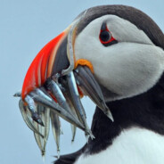 PufFin