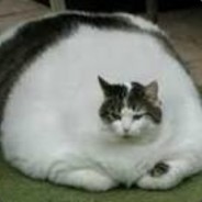 ЖИРНЫЙ КОТcsgolive.com