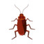 Invincible Cockroach