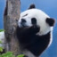 匣浅难羁宝剑锋