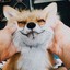cheerful fox