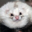 Бонпари Кошмарик
