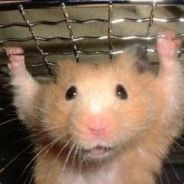 »¤ ๖BlacKhawҚ ¤«