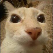 Avatar Tailwind CSS Component