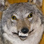 CANIS ZALUPUS