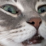 ido