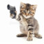 CAT WITH GUN