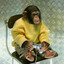 monkey with a controller