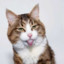 猫没了  .