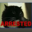 The Purrfect Crime