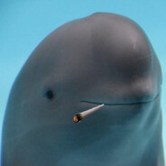 Dope Dolphin