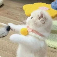 国服NO.1恐怖游戏玩家