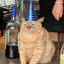 Gatito en depresion ):