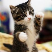Big Avatar