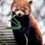 `Red Panda-