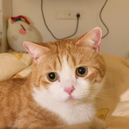 丹恒老师我永远喜欢你口牙