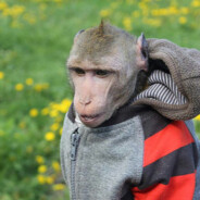 А я рыба я рыба я рыба я рыба я