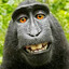monky2