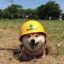 safety doggo