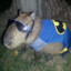 Capibruce Wayne