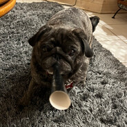 Party Pug
