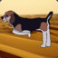 Desert Beagle