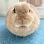 Baa