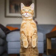 Avatar of leoofthewild