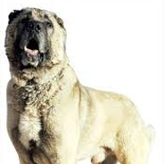 kangal1234