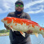 Koi Dealer