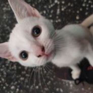 Ayu ♥