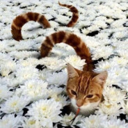 发配到西伯利亚